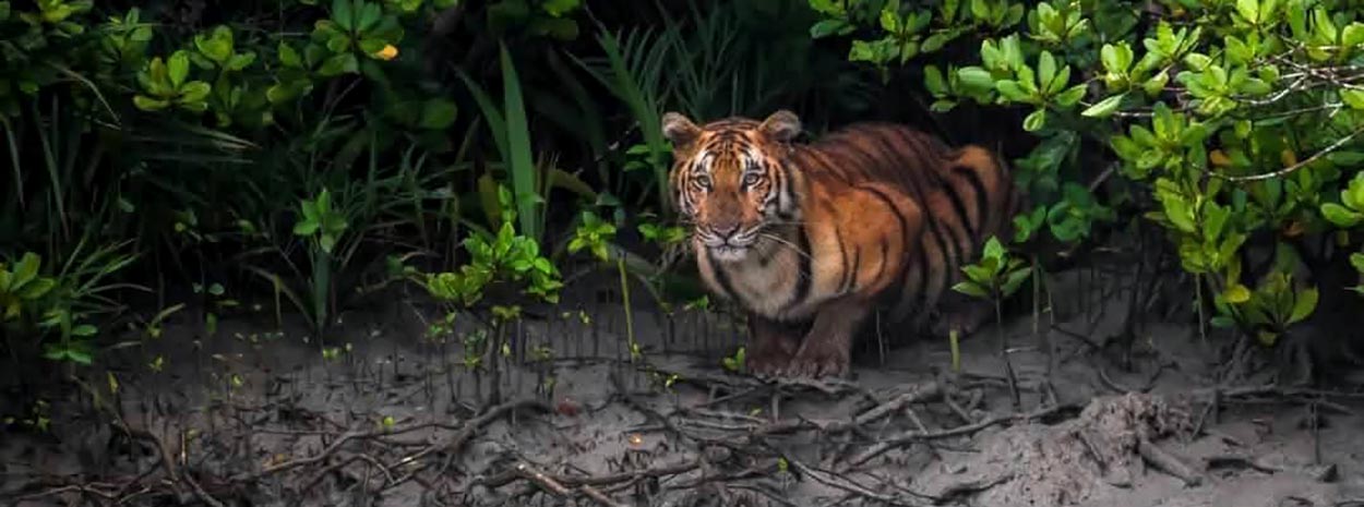 Sundarban Core Safari