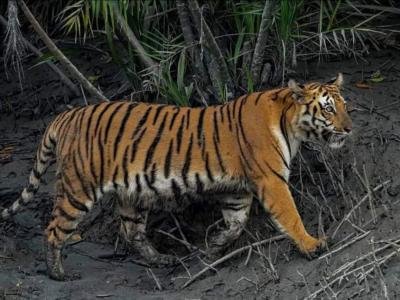 Wild Animals