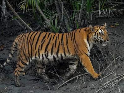 Wild Animals