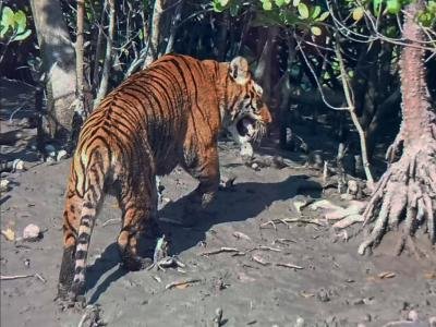 Wild Animals