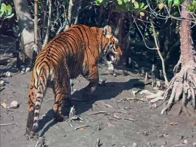 Wild Animals