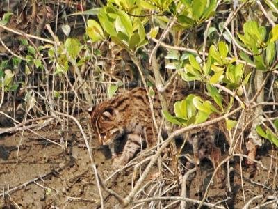 Wild Animals