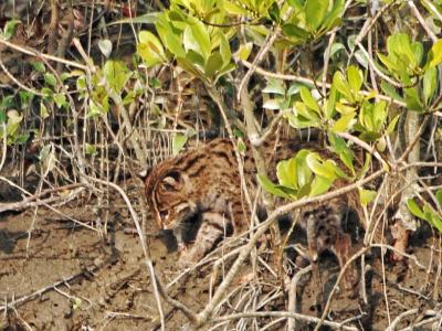 Wild Animals