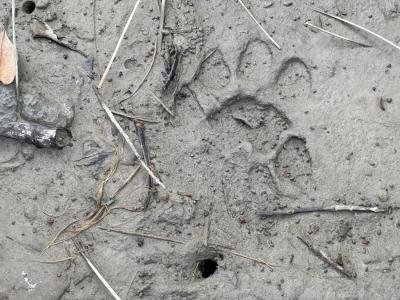 Sundarban Core Safari Wild Animals
