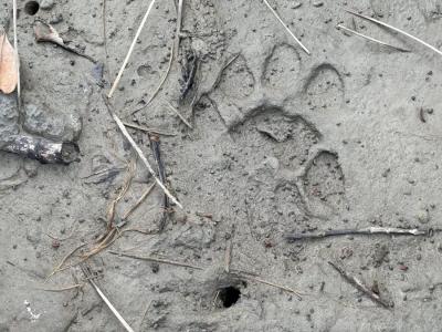 Sundarban Core Safari Wild Animals