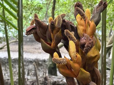 Tourist Gallery Sundarban Core Safari