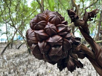 Tourist Gallery Sundarban Core Safari