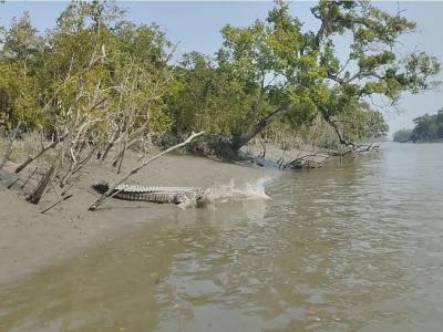 Sundarban Core Safari Wild Animals