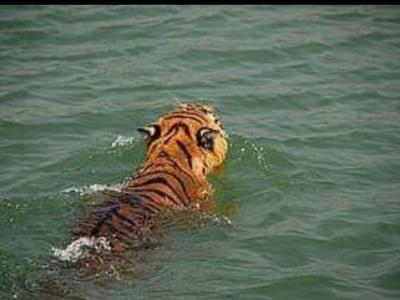Sundarban Core Safari Wild Animals