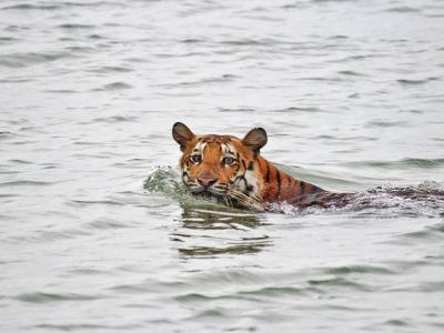 Sundarban Core Safari Wild Animals