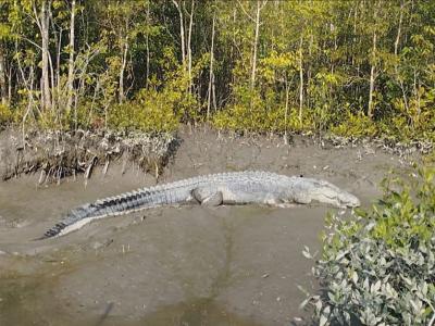 Sundarban Core Safari Wild Animals