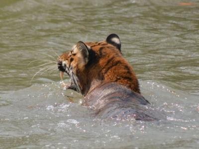 Sundarban Core Safari Wild Animals