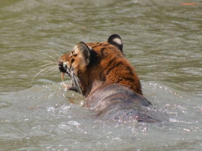 Sundarban Core Safari Wild Animals