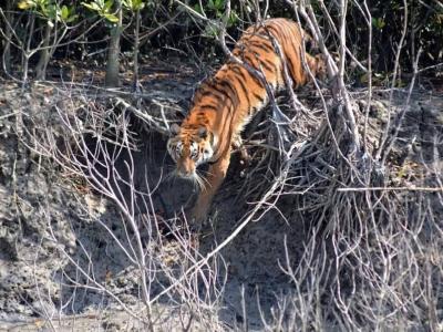 Sundarban Core Safari Wild Animals