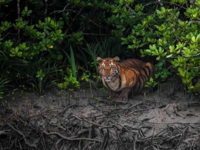 Sundarban Core Safari Wild Animals