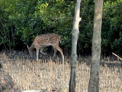 Sundarban Core Safari Wild Animals