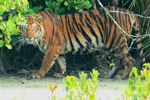Sundarban-Maa-Mamatamayee-Tour-and-Travels