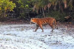 Sundarban-Maa-Mamatamayee-Tour-and-Travels