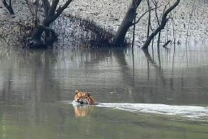 sundarbancoresafari