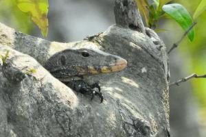 Sundarban-Maa-Mamatamayee-Tour-and-Travels