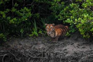 Sundarban Core Safari